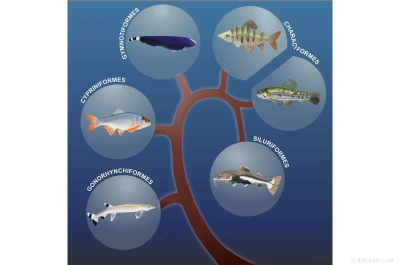 Discover the Surprising Similarities Between Piranhas and Goldfish