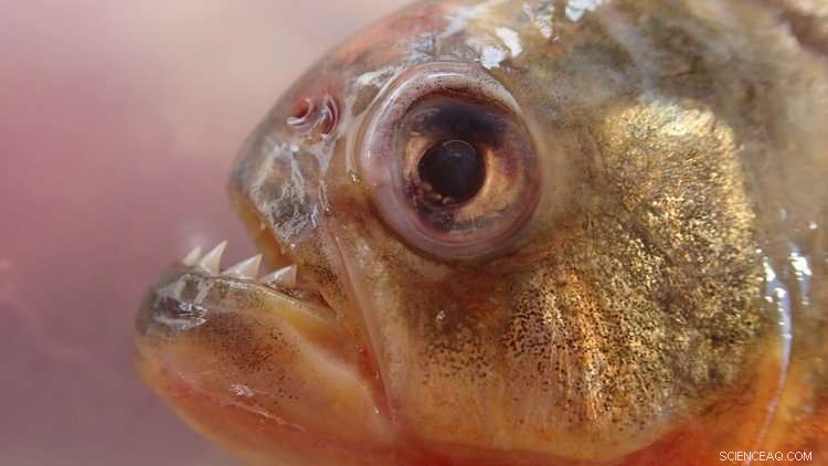 Discover the Surprising Similarities Between Piranhas and Goldfish