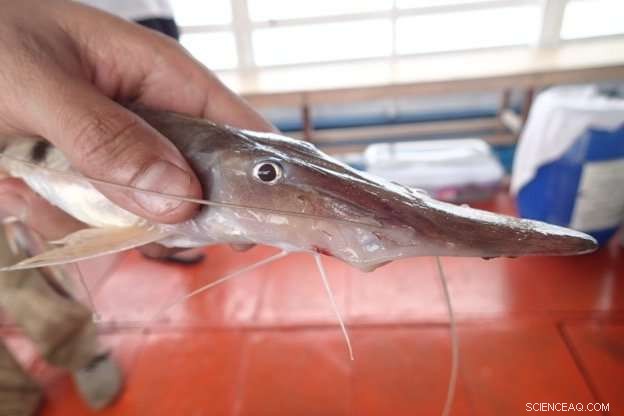 Discover the Surprising Similarities Between Piranhas and Goldfish