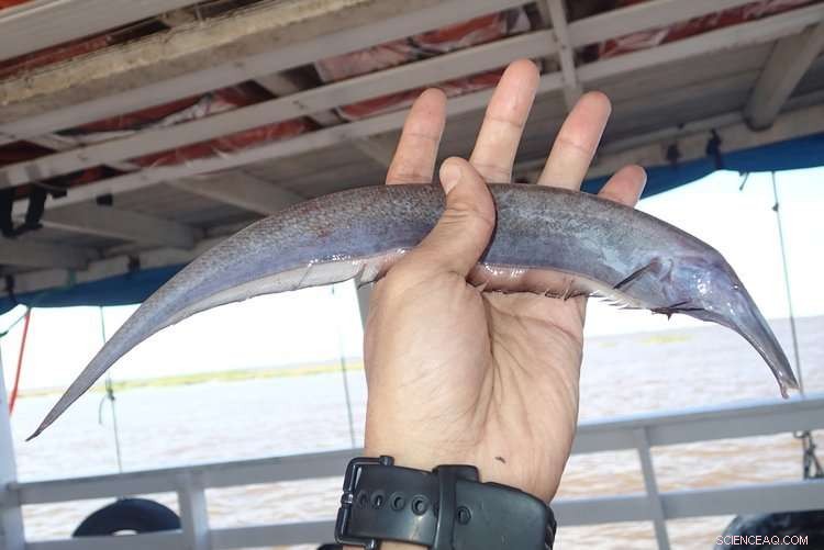Discover the Surprising Similarities Between Piranhas and Goldfish