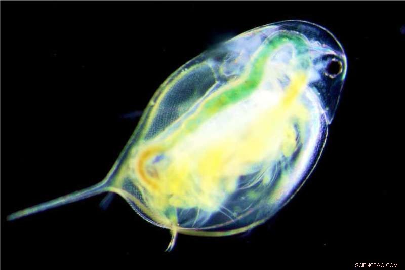 Environmental Toxins and Their Impact on the Biological Clock