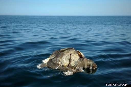 Hundreds of Dead Sea Turtles Discovered Off El Salvador Coast