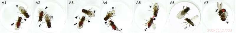 Gene Drives Diverse Mating Behaviors in Drosophila Flies