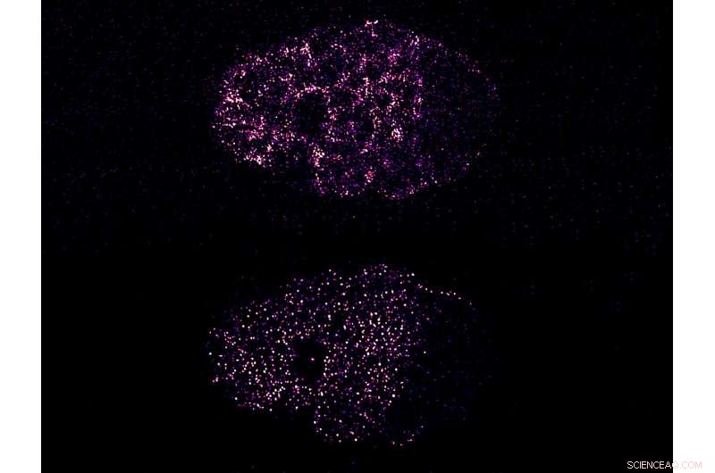 How Contractile Forces Drive Cell Polarity