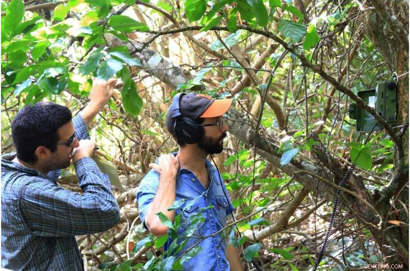 Okinawa’s Advanced Acoustic Monitoring Network: Capturing the Dawn Chorus