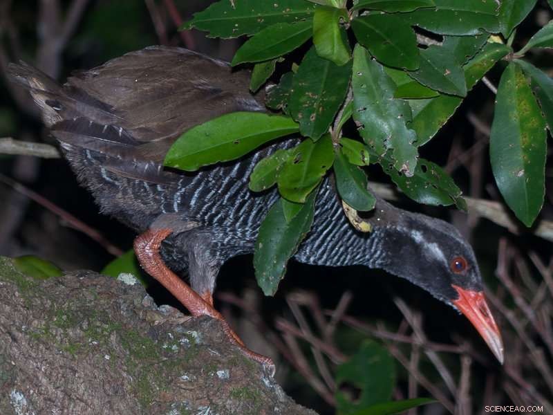 Okinawa’s Advanced Acoustic Monitoring Network: Capturing the Dawn Chorus