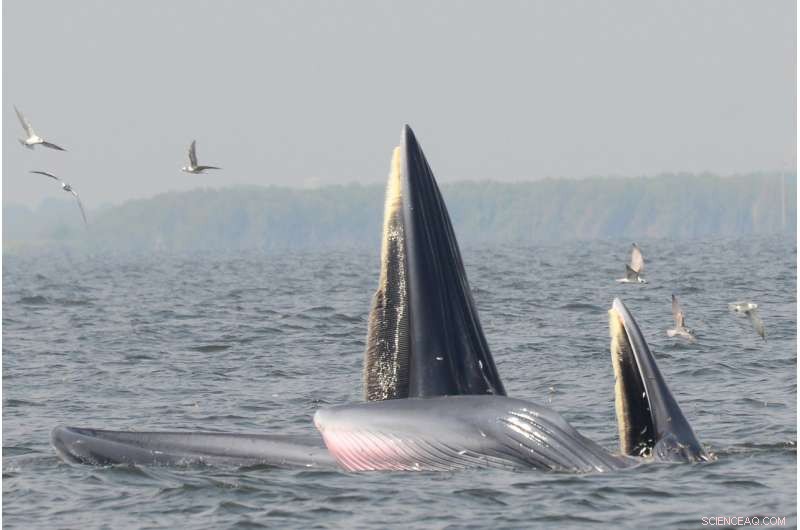 Baleen Whales: How Simple Tread‑Water Hunting Fuels Their Survival