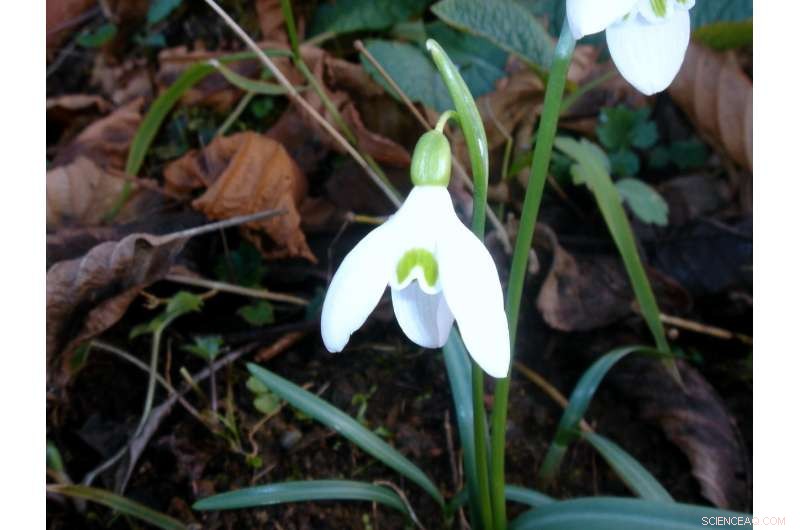 Early Bloomers: How a New Statistical Tool Quantifies Climate Change Effects on Plant Phenology