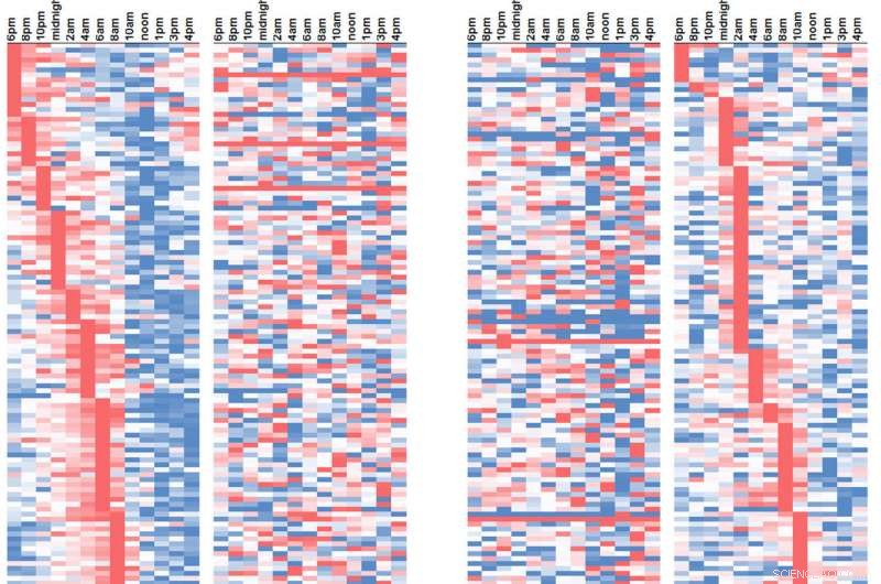 Texas A&M Breakthrough: Circadian Clock Enhances Water Efficiency in Food Crops