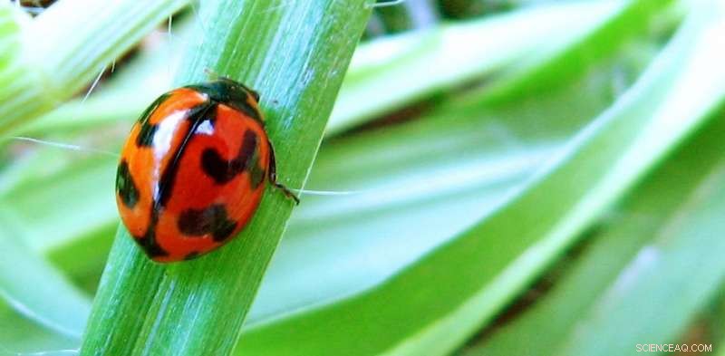 Why You Should Avoid Spraying Insects in Your Garden: 5 Key Reasons