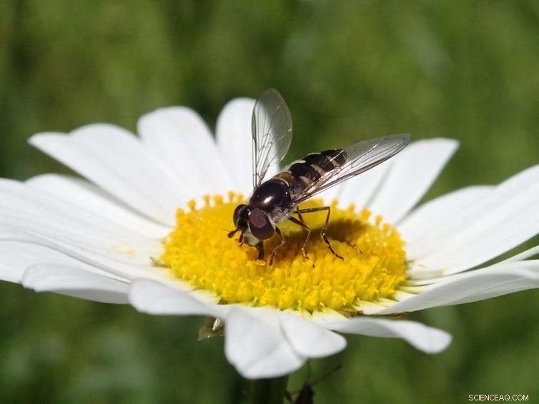 Why You Should Avoid Spraying Insects in Your Garden: 5 Key Reasons
