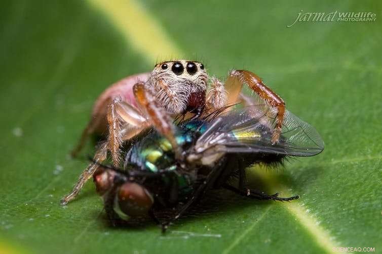 Why You Should Avoid Spraying Insects in Your Garden: 5 Key Reasons