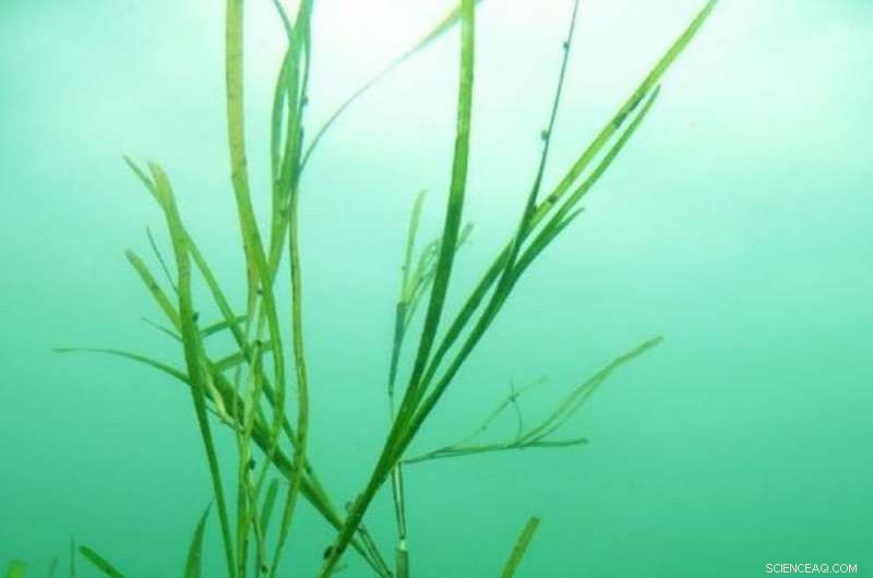 Underwater Gardening: A Proven Strategy to Restore the Atlantic Ocean
