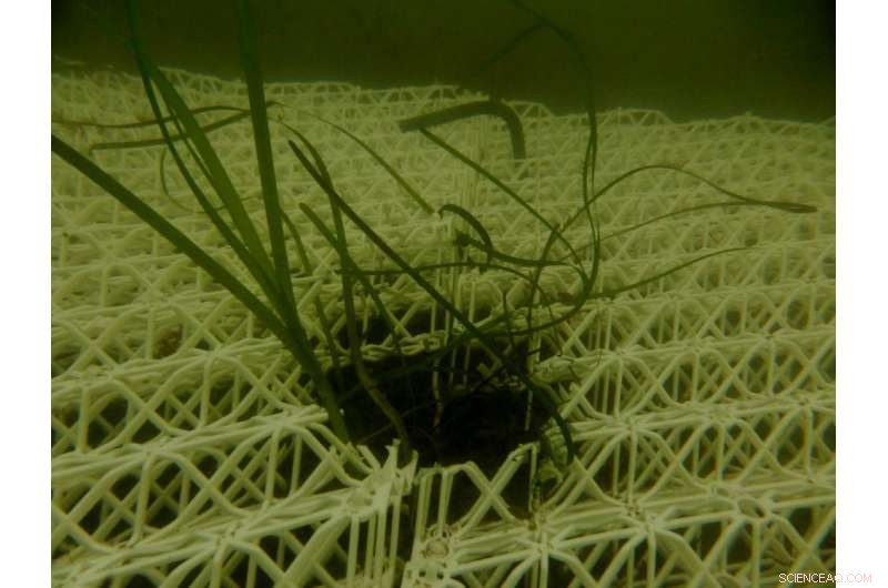 Underwater Gardening: A Proven Strategy to Restore the Atlantic Ocean