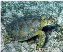 Using Crime‑Scene Analysis, Scientists Pinpoint Key Mediterranean Green Turtle Feeding Grounds