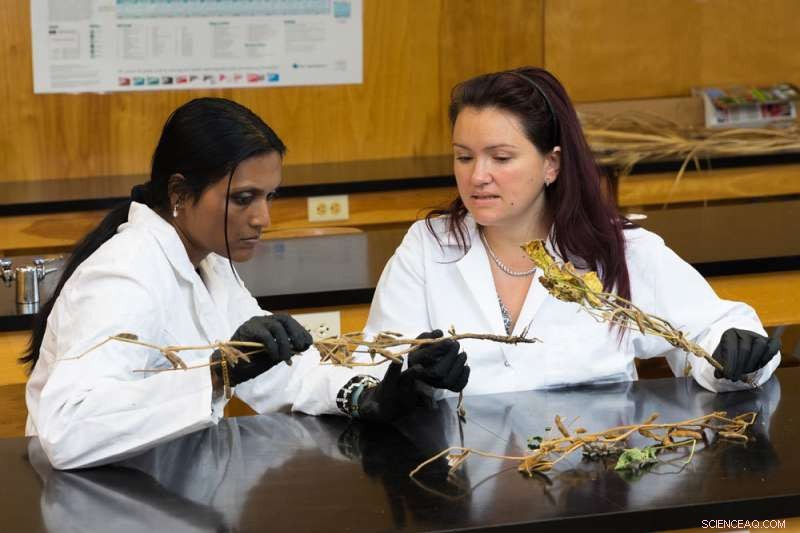 Diagnosing Pathogens Behind Soybean Stem Canker