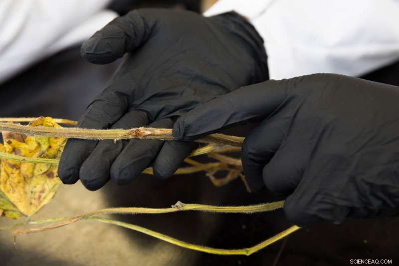 Diagnosing Pathogens Behind Soybean Stem Canker