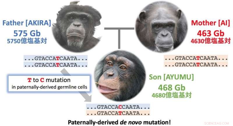 Scientists Measure Mutation Rates from Chimpanzee Parents to Offspring