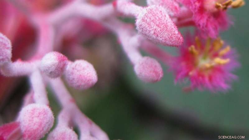 Comprehensive Guide to 451 Plant Families: Flowering Plants, Ferns, Lycophytes, and Gymnosperms