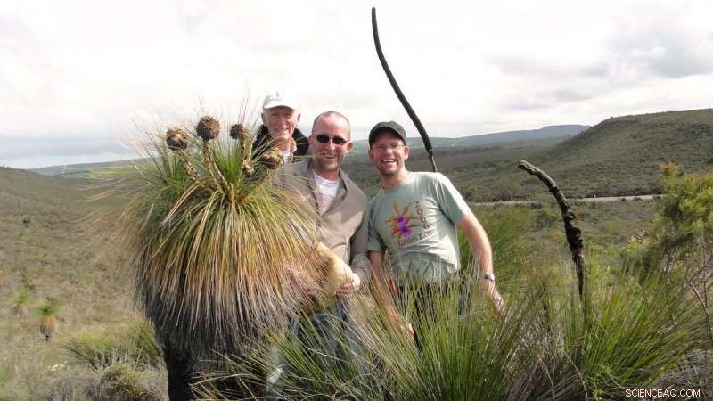 Comprehensive Guide to 451 Plant Families: Flowering Plants, Ferns, Lycophytes, and Gymnosperms