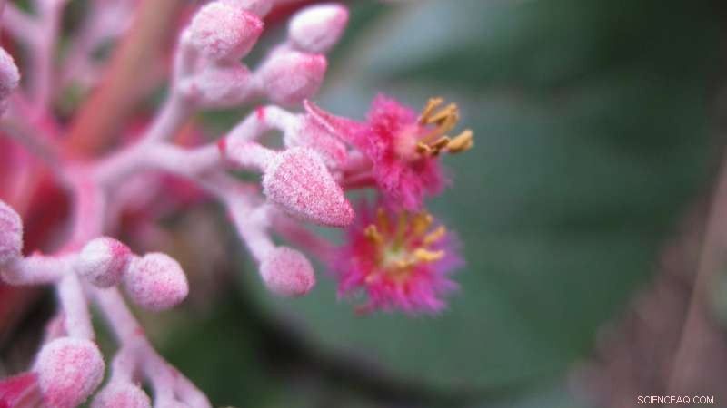 Comprehensive Guide to 451 Plant Families: Flowering Plants, Ferns, Lycophytes, and Gymnosperms