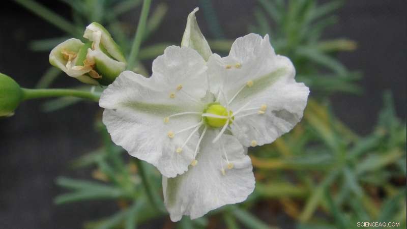 Comprehensive Guide to 451 Plant Families: Flowering Plants, Ferns, Lycophytes, and Gymnosperms