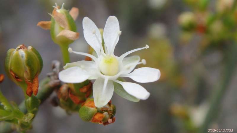 Comprehensive Guide to 451 Plant Families: Flowering Plants, Ferns, Lycophytes, and Gymnosperms