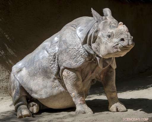 Los Angeles Zoo Bids Farewell to 48-Year-Old Indian Rhino Randa
