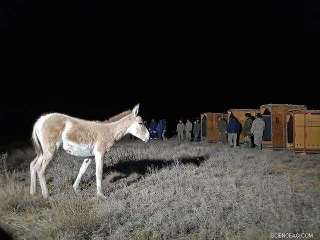 Reintroducing the Wild Ass: A Successful Release in Kazakhstan