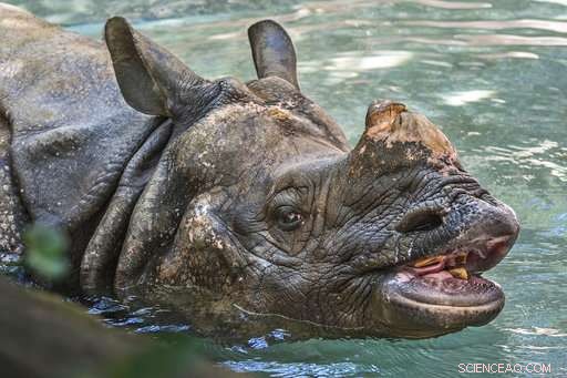 Los Angeles Zoo Bids Farewell to 48-Year-Old Indian Rhino Randa