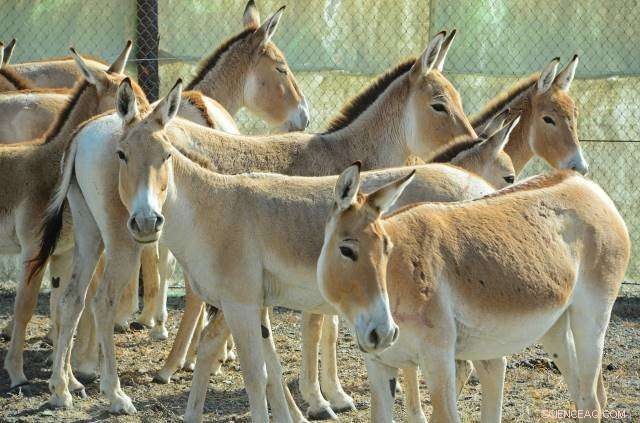 Reintroducing the Wild Ass: A Successful Release in Kazakhstan