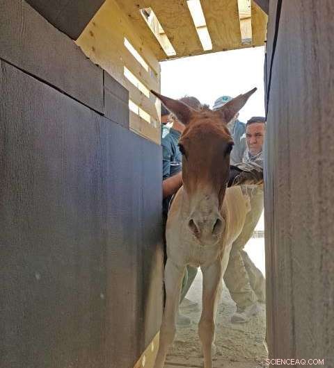 Reintroducing the Wild Ass: A Successful Release in Kazakhstan