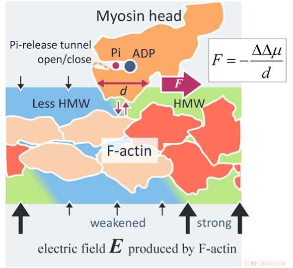 New Surface Force Reveals How Actomyosin Drives Cellular Motion