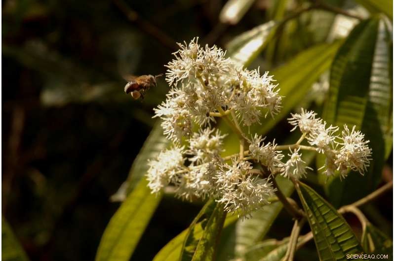 Tiny Bees Drive the Hidden Reproduction of Trees