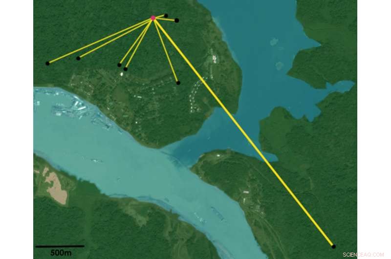 Tiny Bees Drive the Hidden Reproduction of Trees