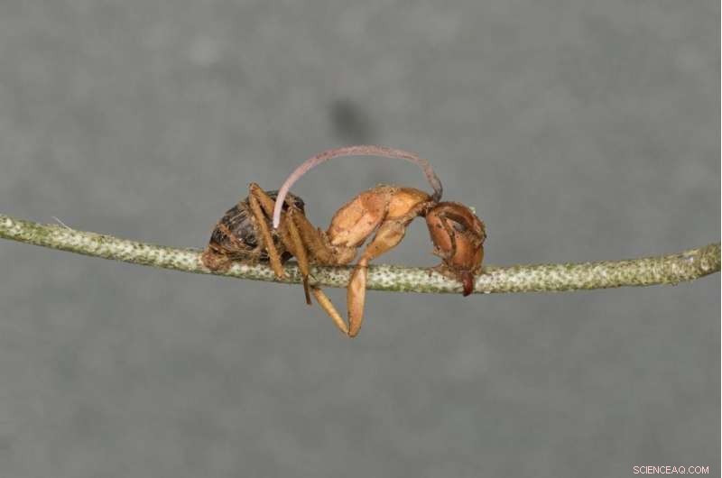 Fungal Parasite’s Biological Clock Reveals Mechanisms Behind Zombie Ants