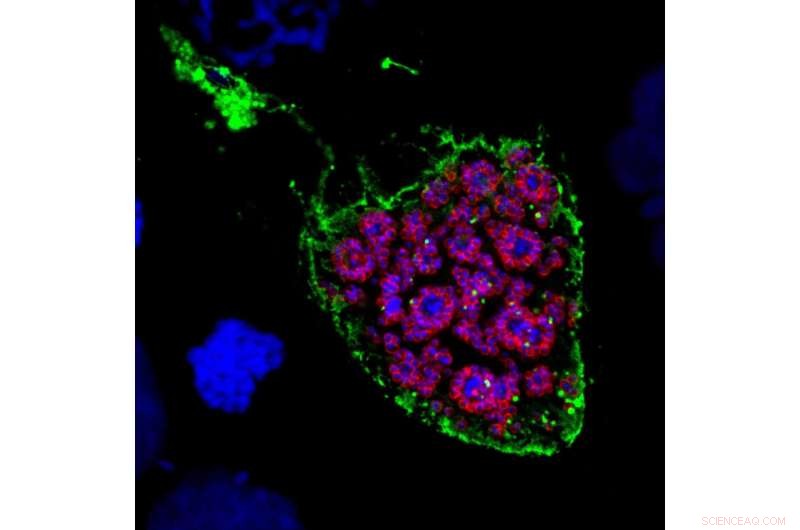 Scientists Uncover Malaria Parasite’s Defense Strategy