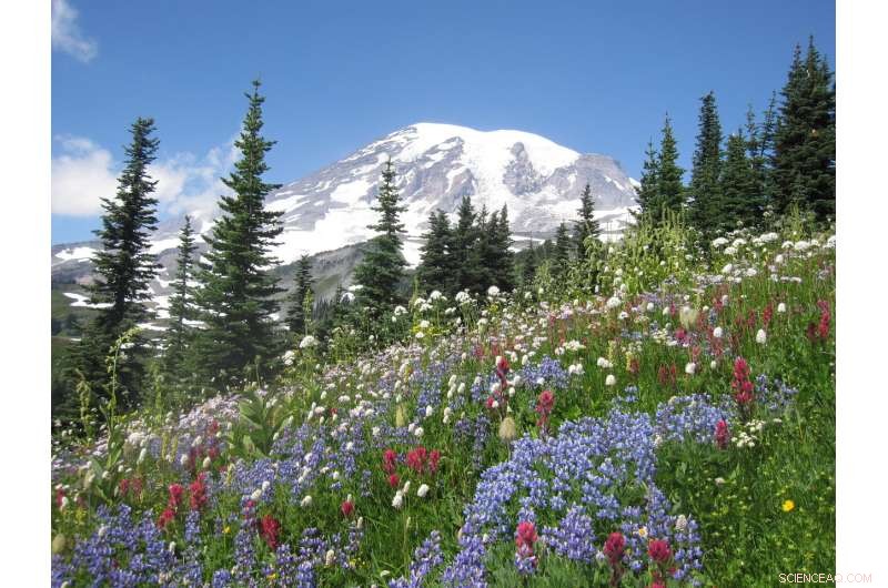 Climate Change Threatens Subalpine Wildflower Communities: Key Findings