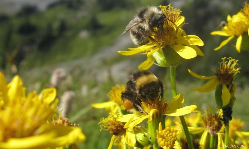 Climate Change Threatens Subalpine Wildflower Communities: Key Findings
