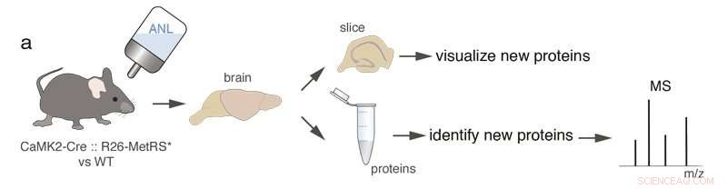 Identifying Novel Proteins in the Active Mouse Brain Using Click Chemistry