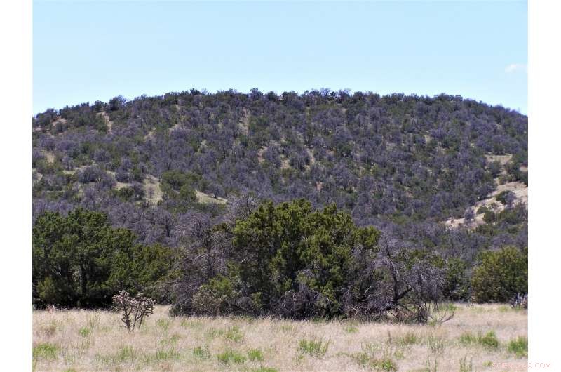 Microclimates Play a Critical Role in Growing Pinyon Pines