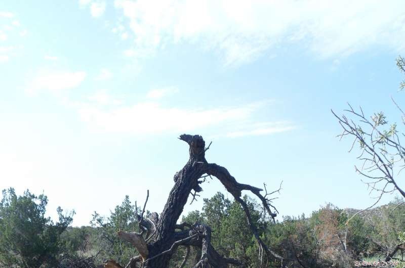 Microclimates Play a Critical Role in Growing Pinyon Pines