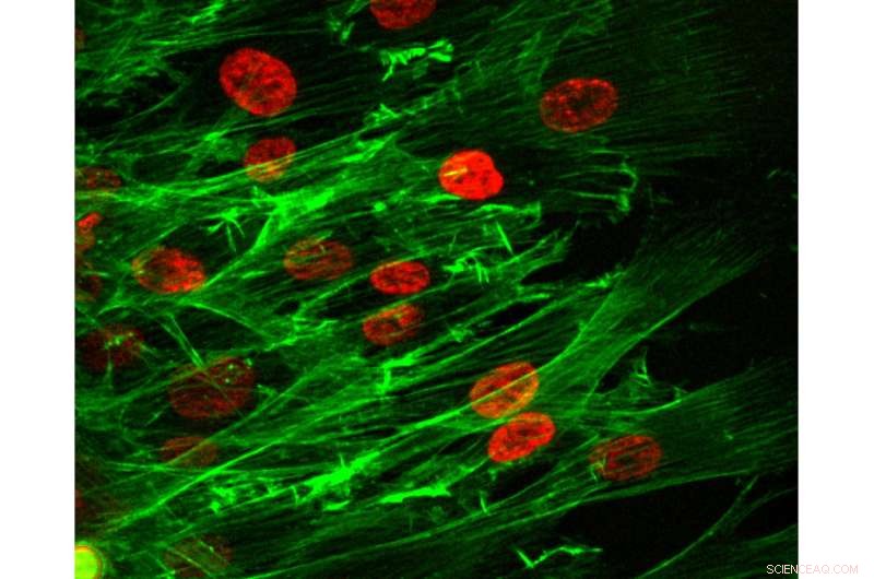 New Study Reveals How Cells Coordinate Mass Migration