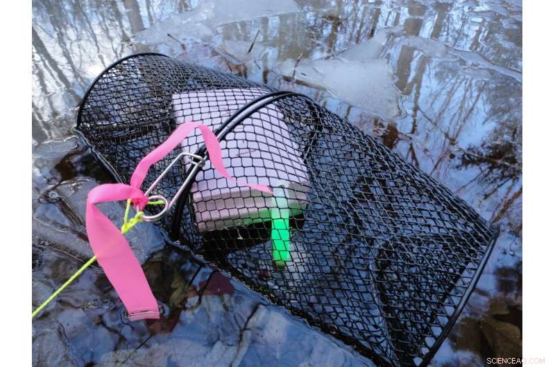 Glow Sticks Triple Amphibian Capture Rates in Field Studies