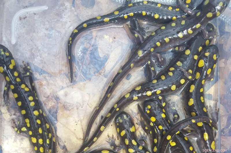 Glow Sticks Triple Amphibian Capture Rates in Field Studies