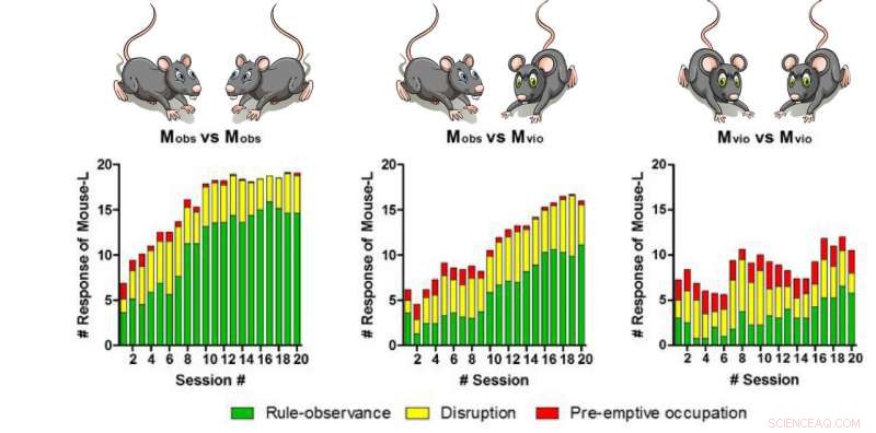 Mice Show Rule‑Observance Behavior During Social Conflict