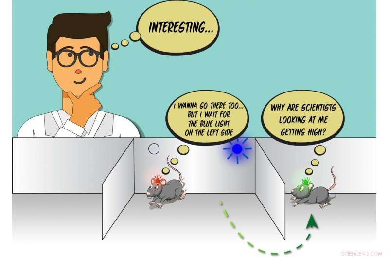 Mice Show Rule‑Observance Behavior During Social Conflict