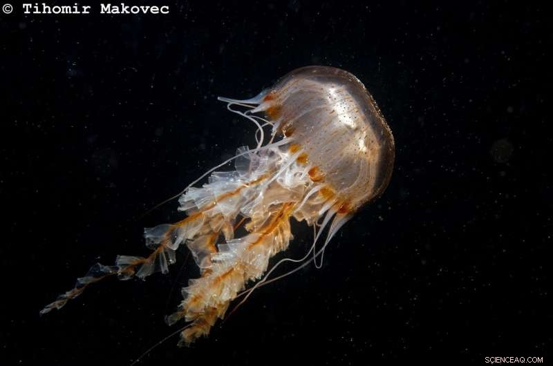 From Nuisance to Innovation: Turning Jellyfish into Valuable Products