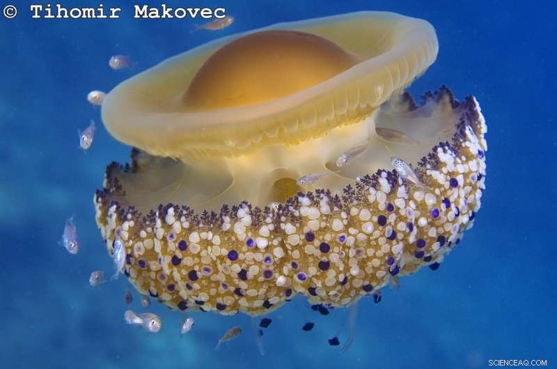 From Nuisance to Innovation: Turning Jellyfish into Valuable Products