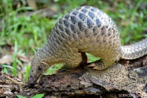 Malaysia Seizes 140 Pangolins, Thwarting Illegal Smuggling Operation